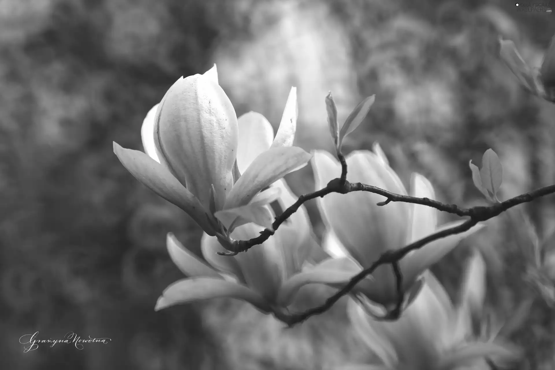 Bush, Pink, Magnolia