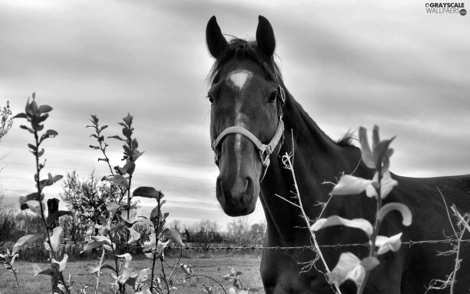 Bush, Horse, Meadow