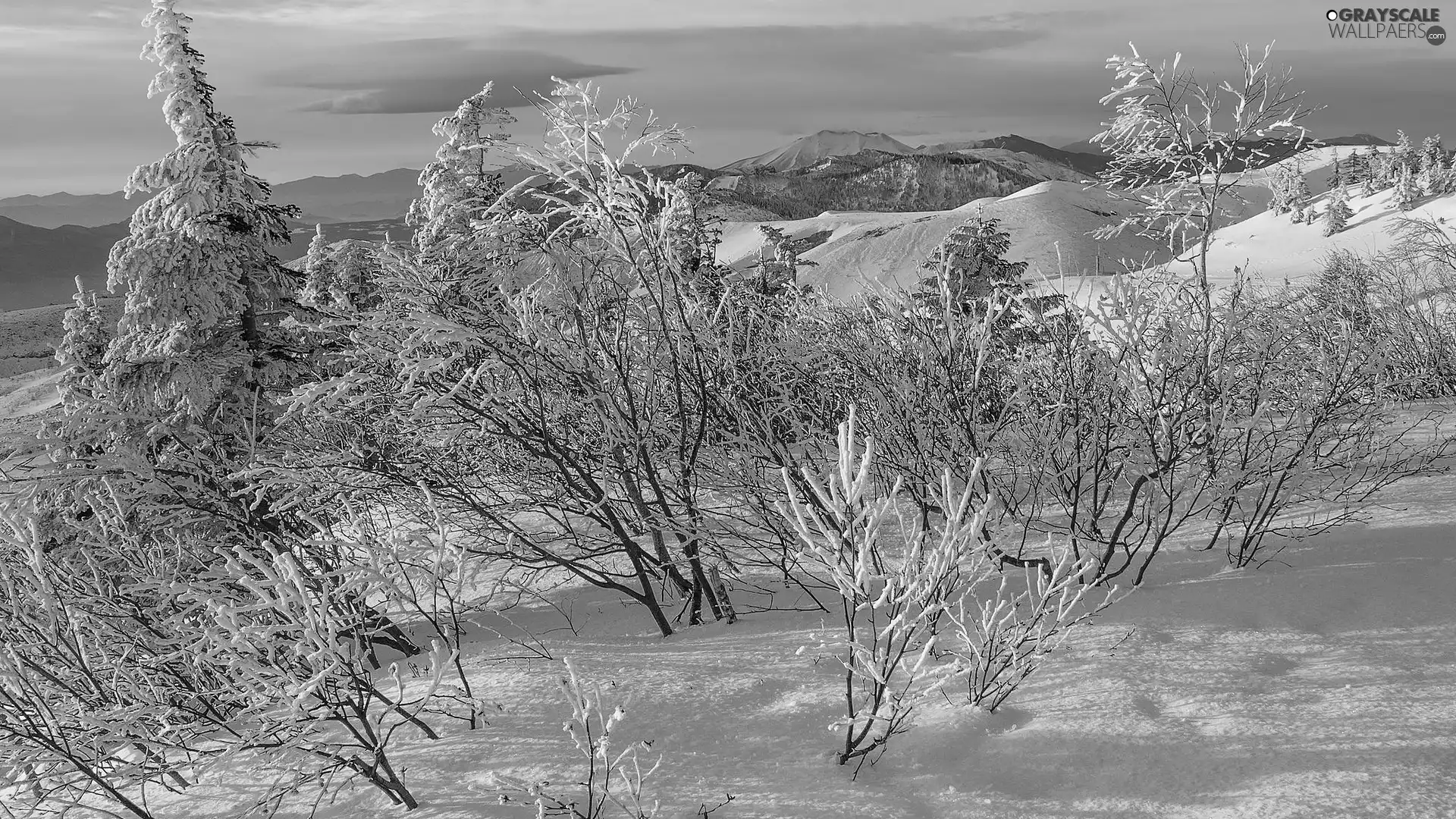 Snowy, winter, viewes, Bush, trees, Mountains