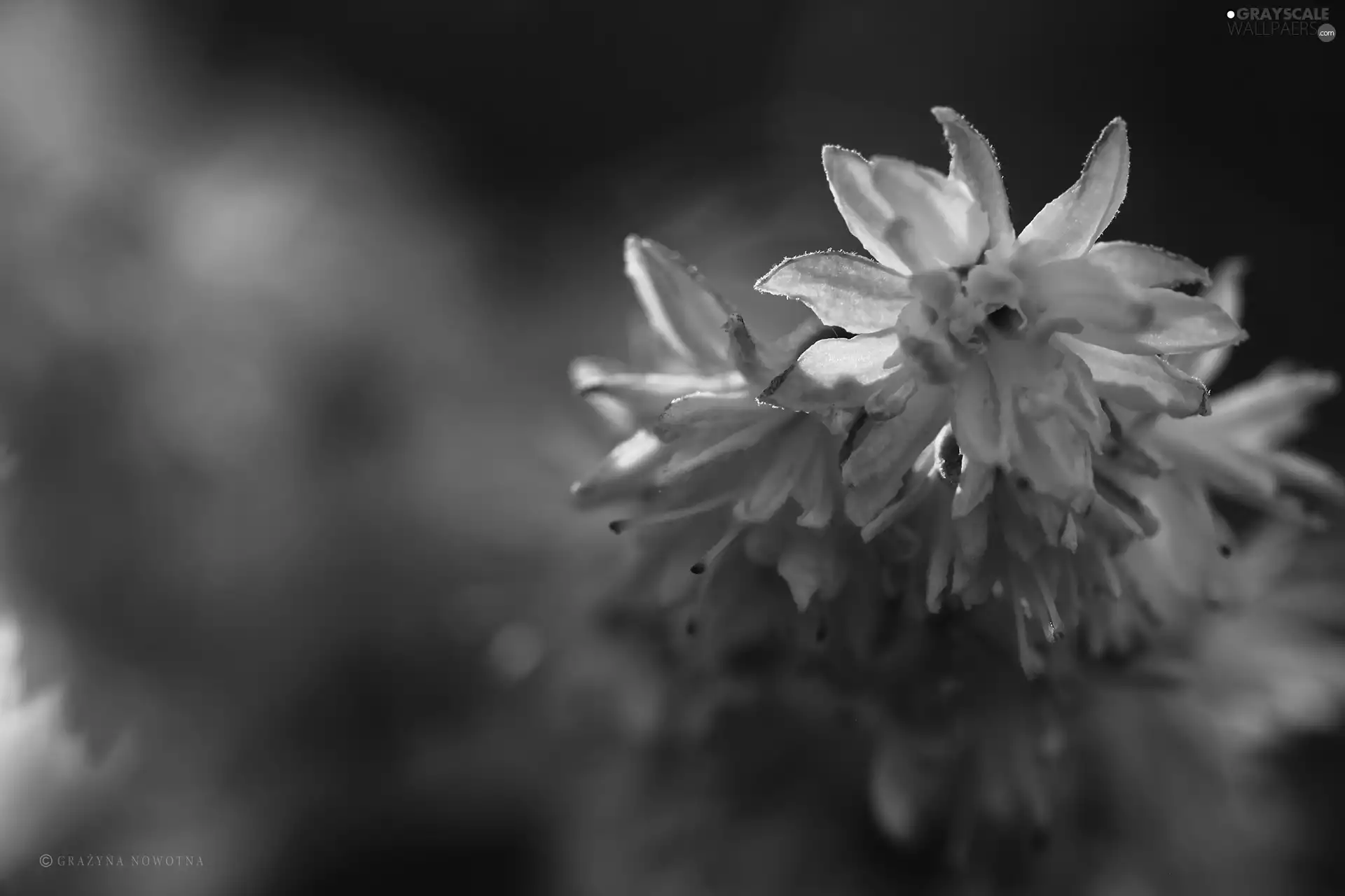 Flowers, Pink Deutzia, Bush