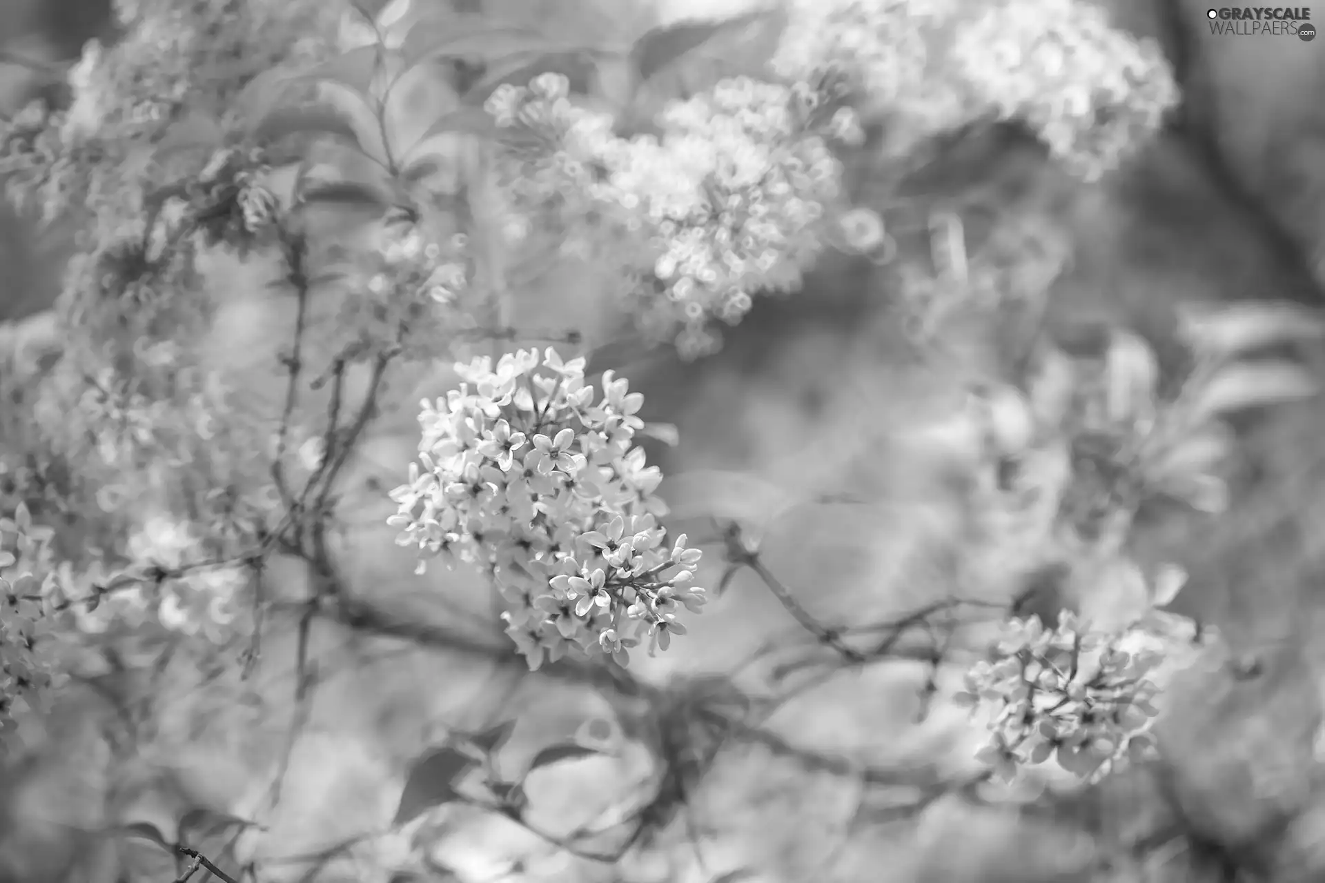 Pink, Twigs, without, Bush