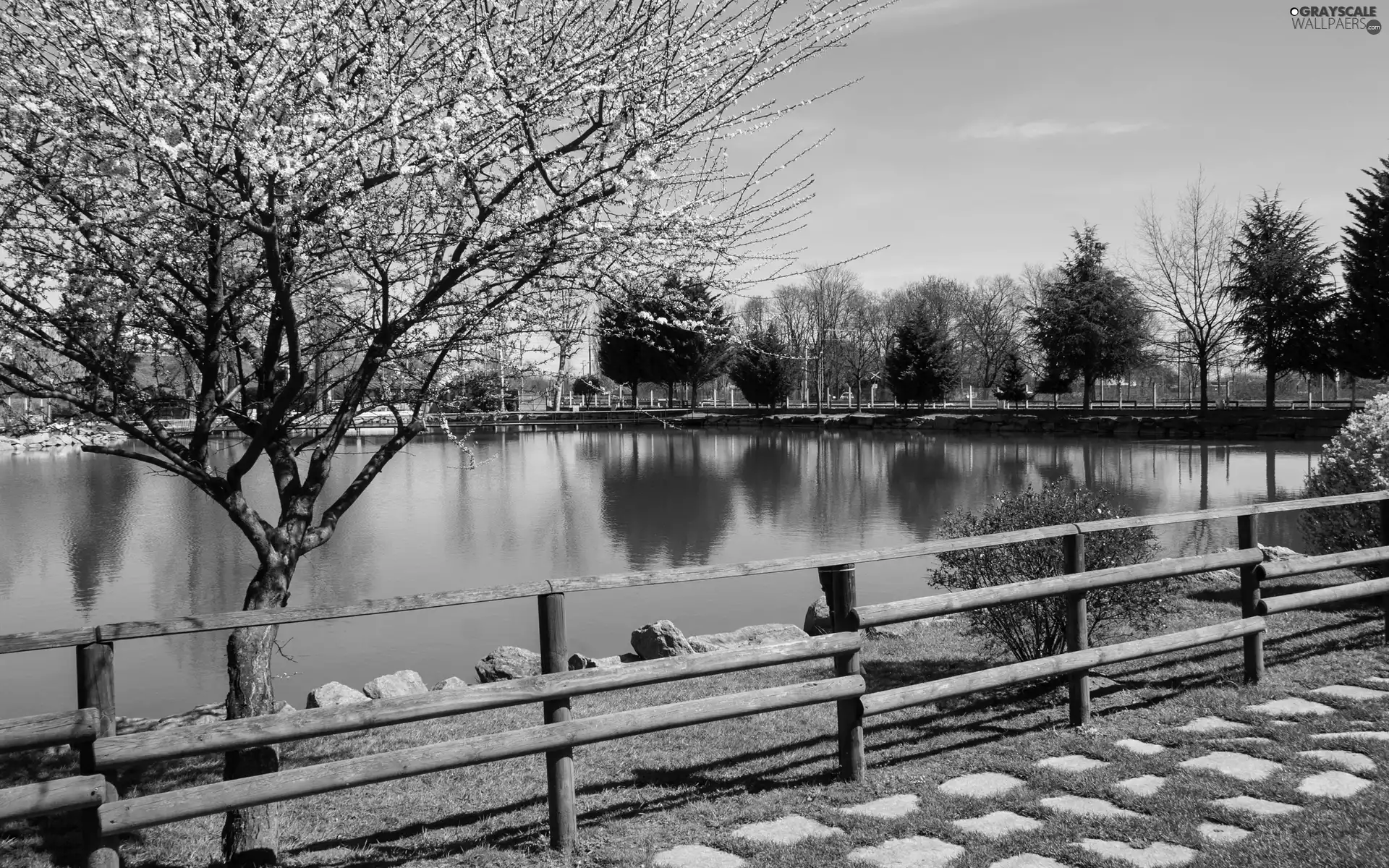 trees, lake, fence, flourishing, Spring, Bush, reflection