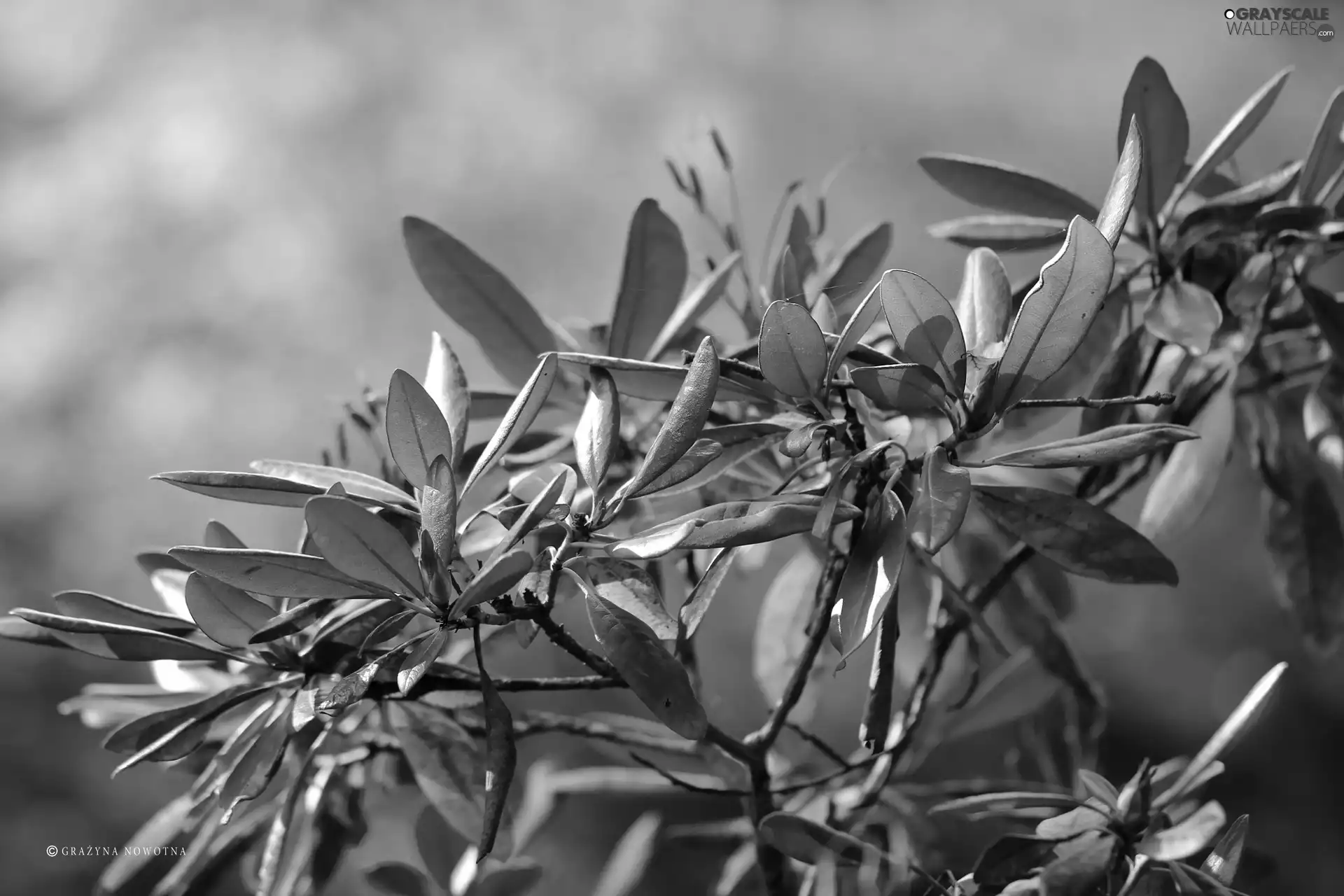 Leaf, Bush, azalea, rhododendron, rhododendron