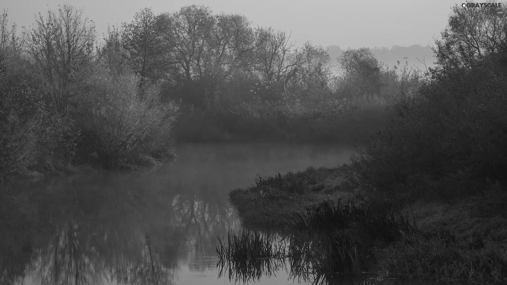 viewes, Bush, River, trees, autumn