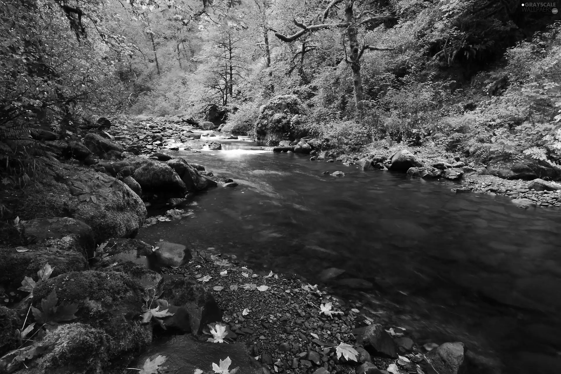 Bush, River, trees, viewes, forest