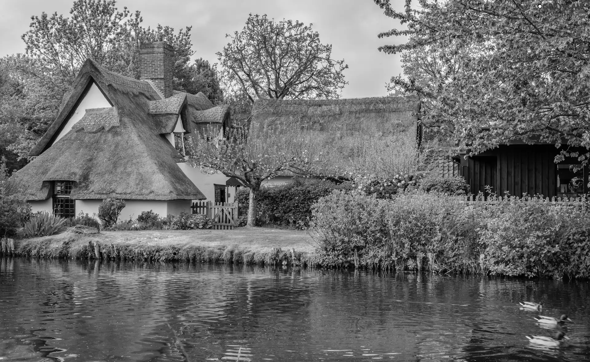 River, Houses, Bush, ducks