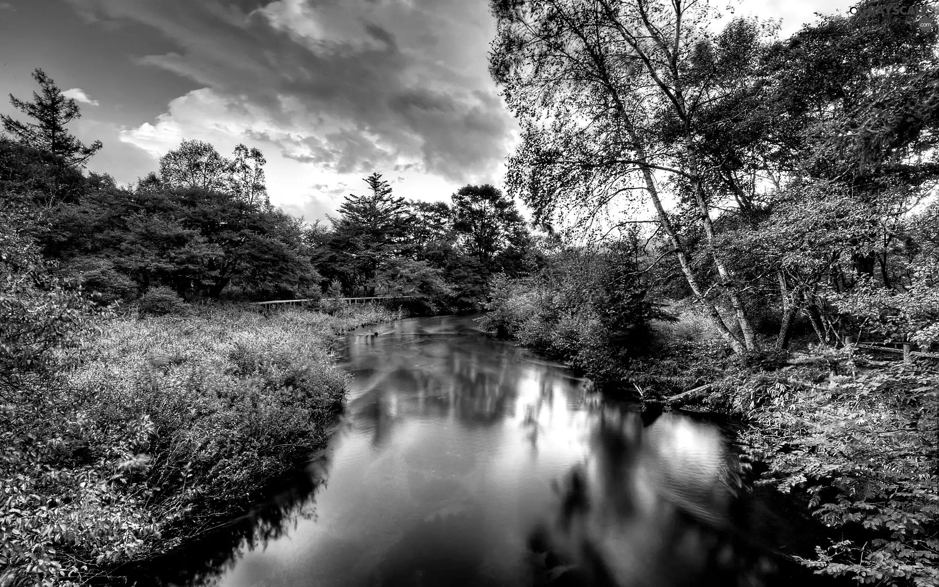 River, viewes, Bush, trees