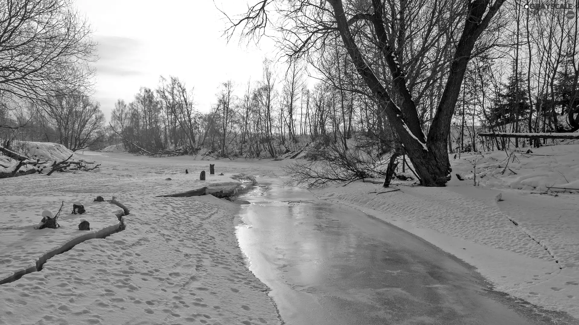 viewes, Bush, River, trees, winter