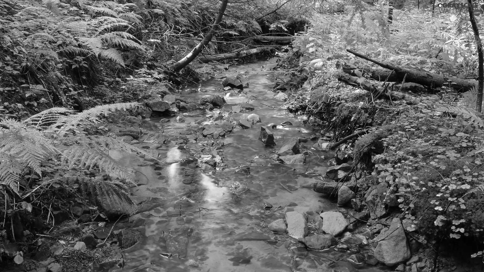 Bush, River, Stones