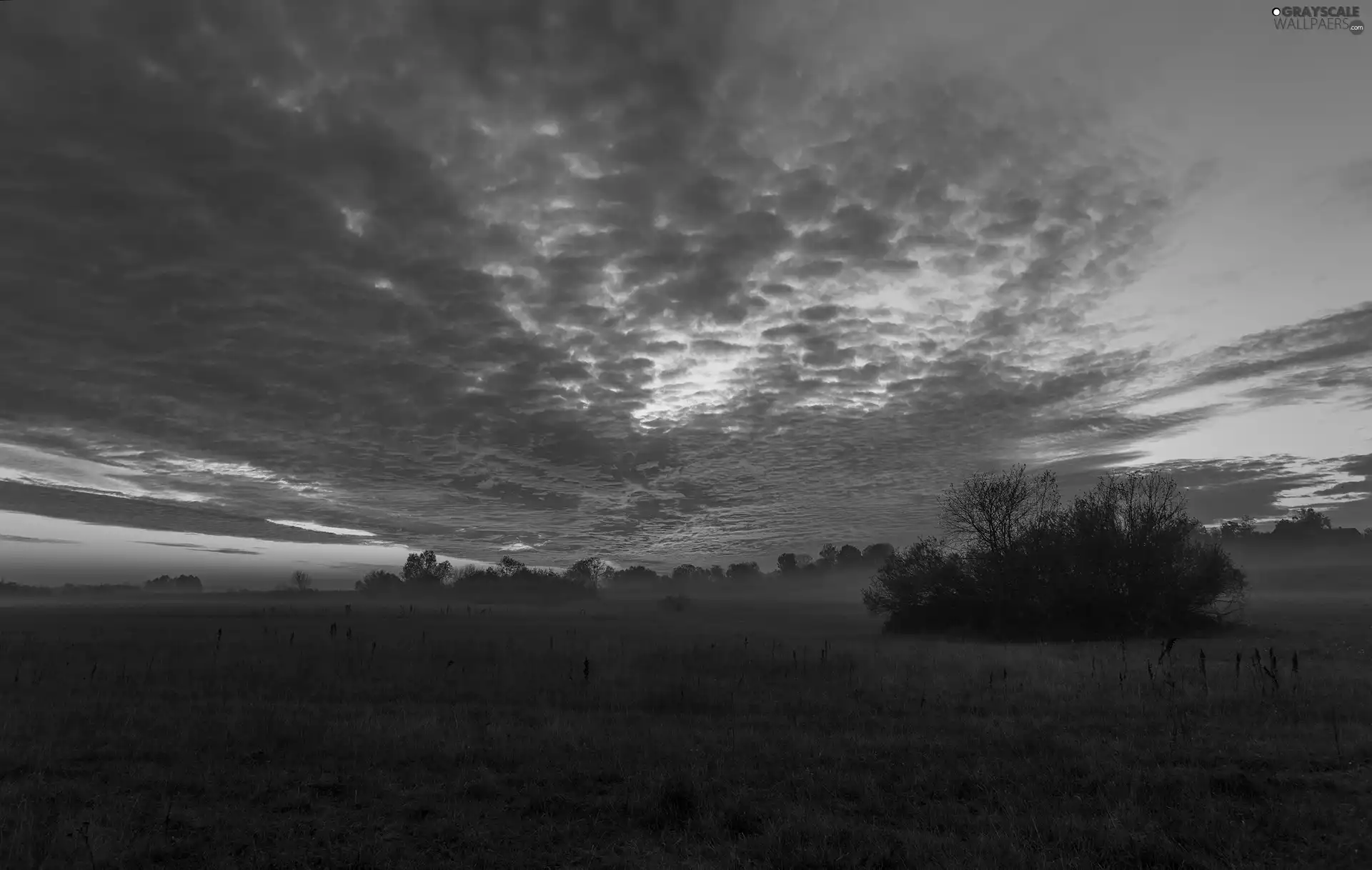 viewes, Bush, Sunrise, trees, medows