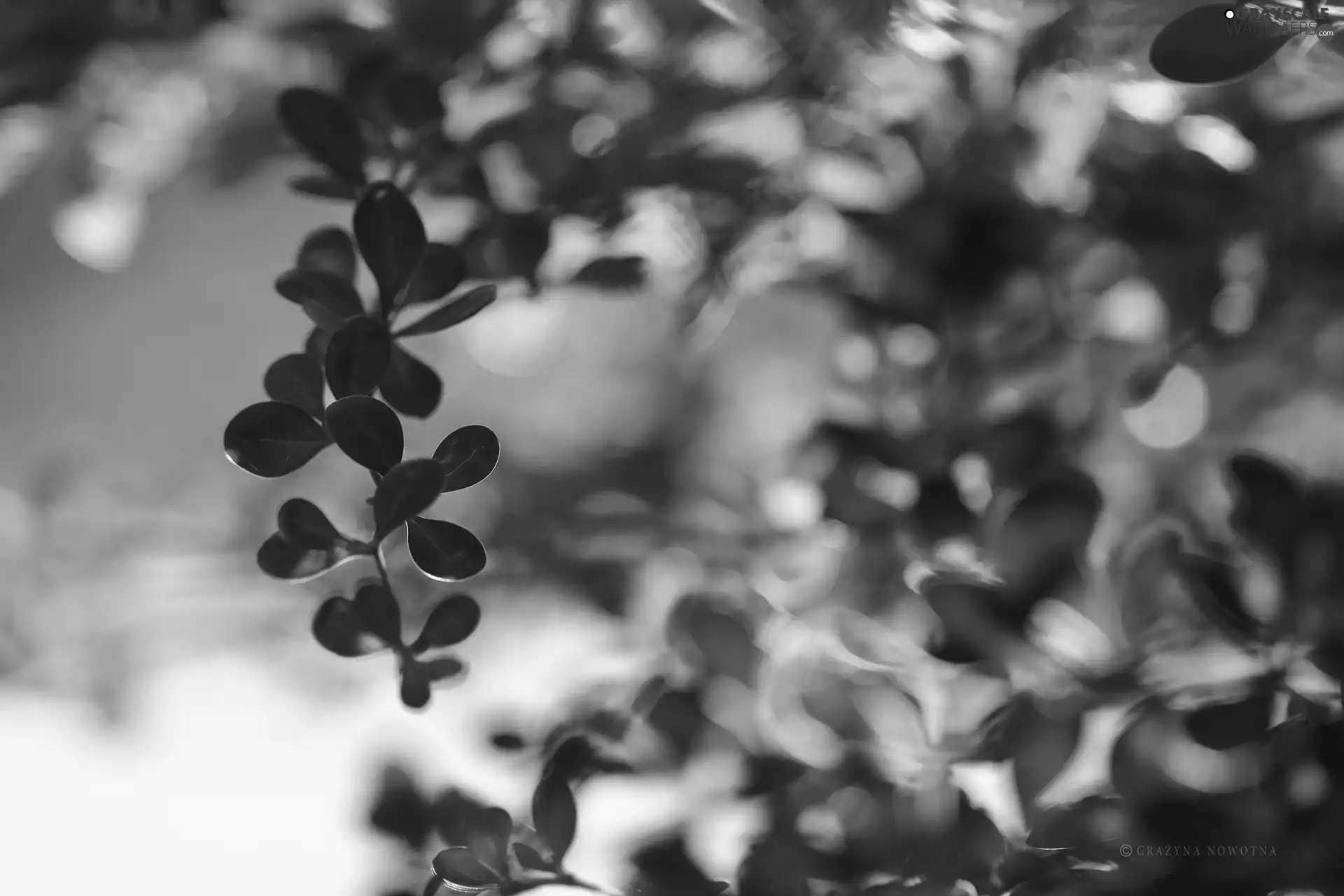 Berberis Thunbergii, Leaf, Bush, Red