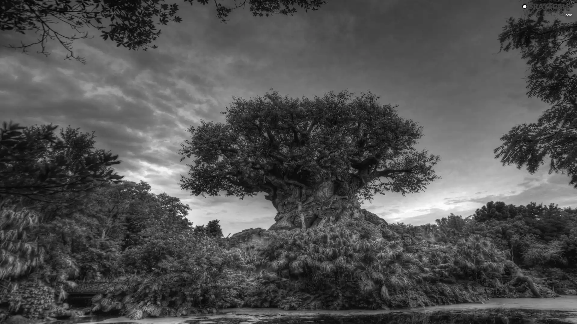 Bush, Big, trees