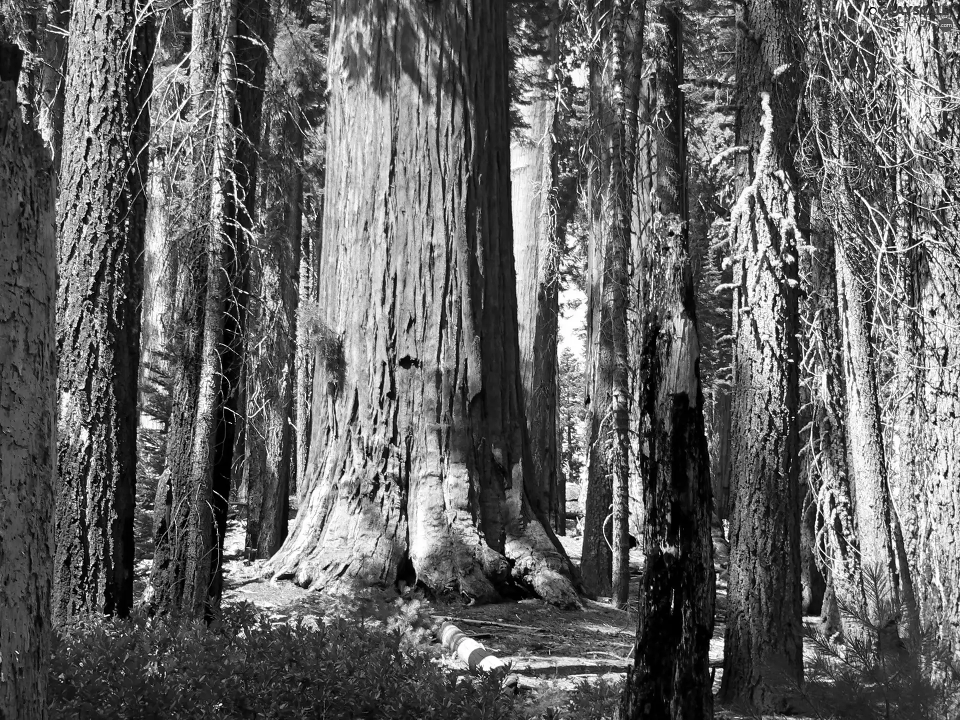 trees, green ones, Bush, viewes