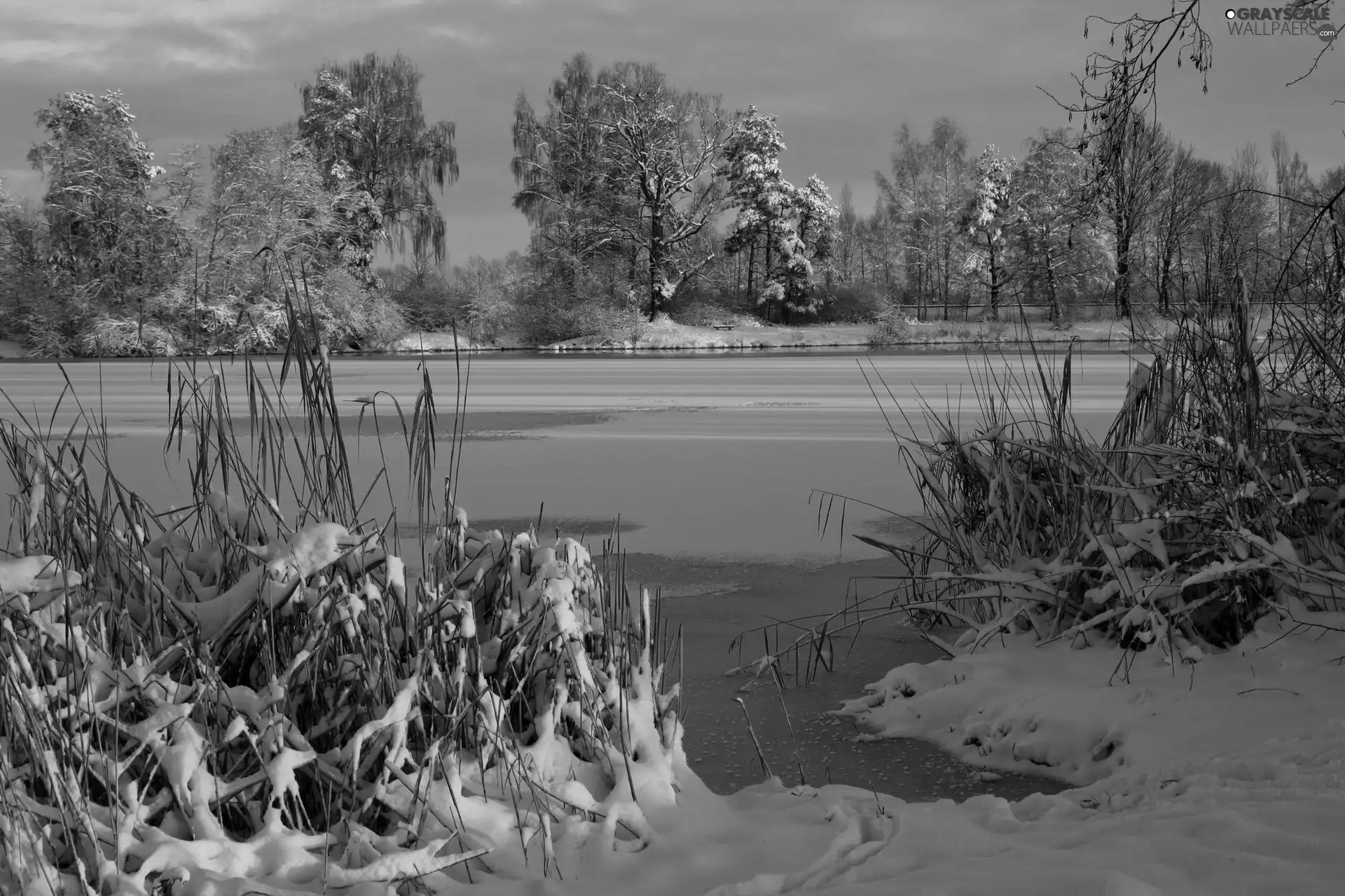 trees, frozen, Bush, winter, viewes, lake