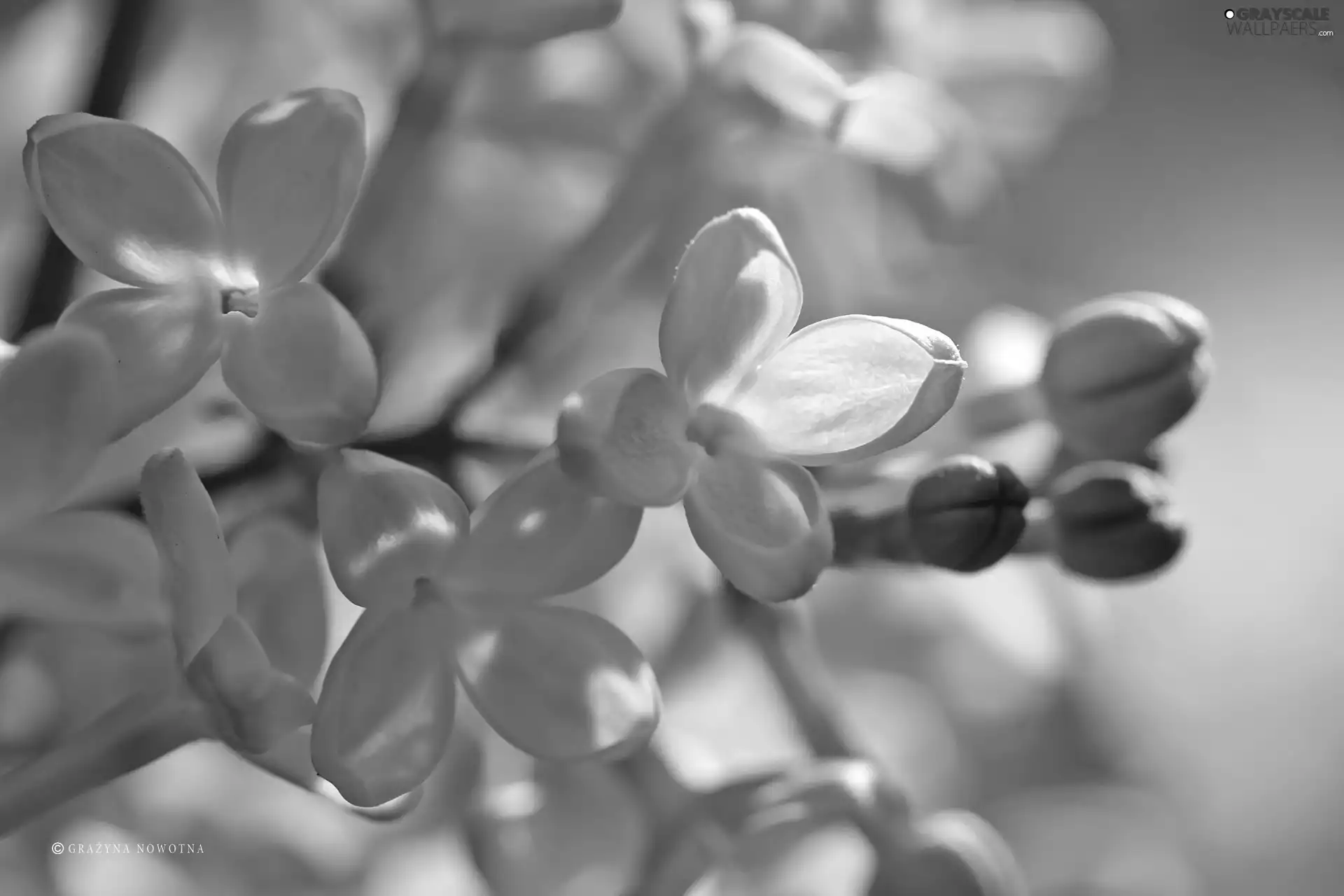without, Flowers, Bush, Pink