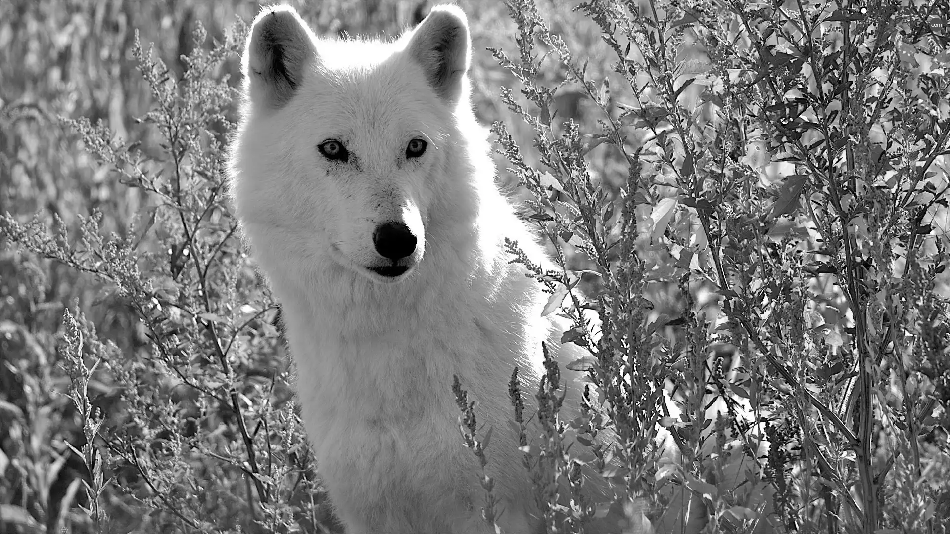 Bush, White, Wolf