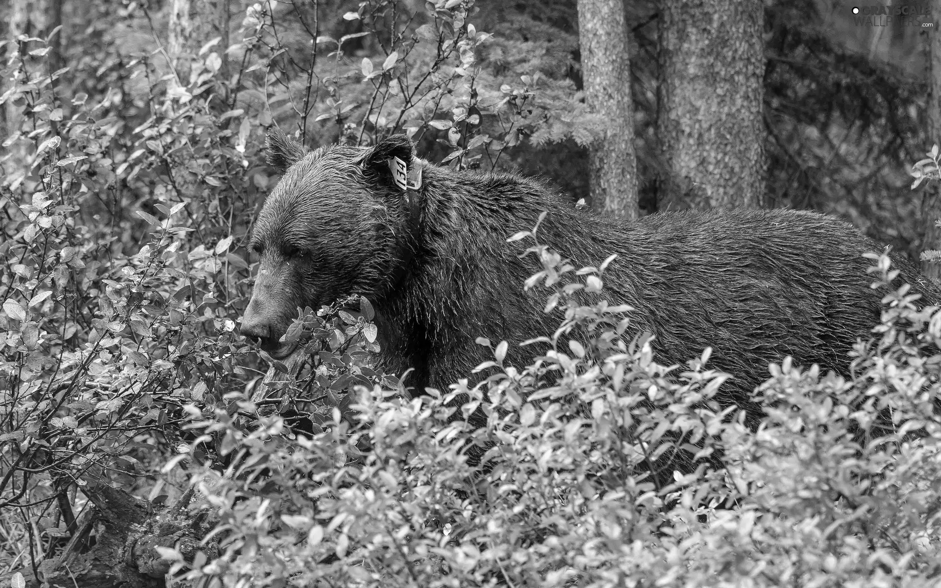 bear, bushes