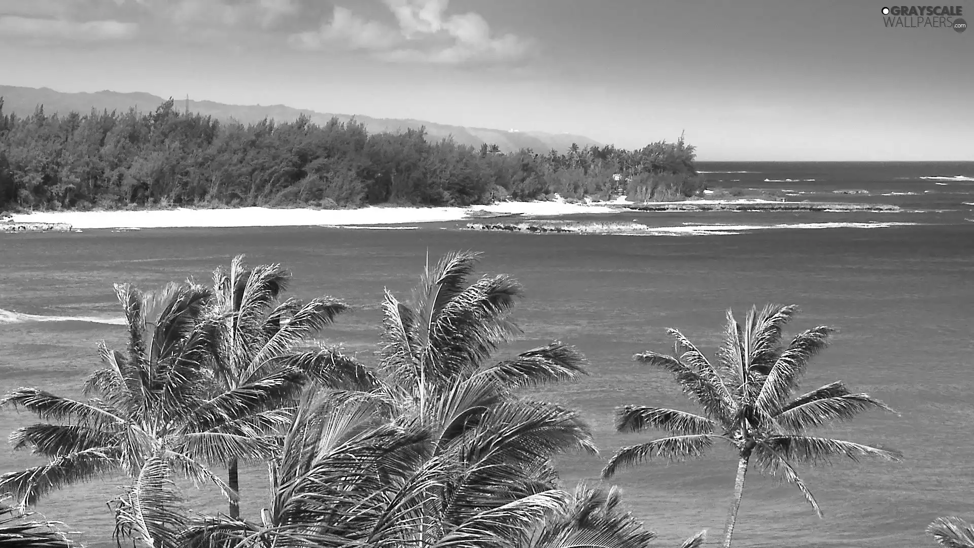 Bushes, water, Palms