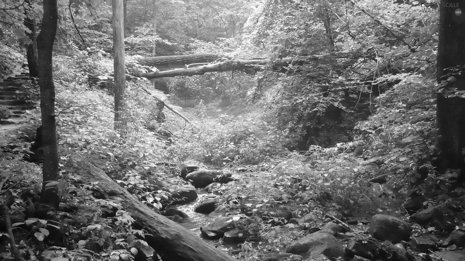 trees, stream, Bushes, Stairs, viewes, Stones