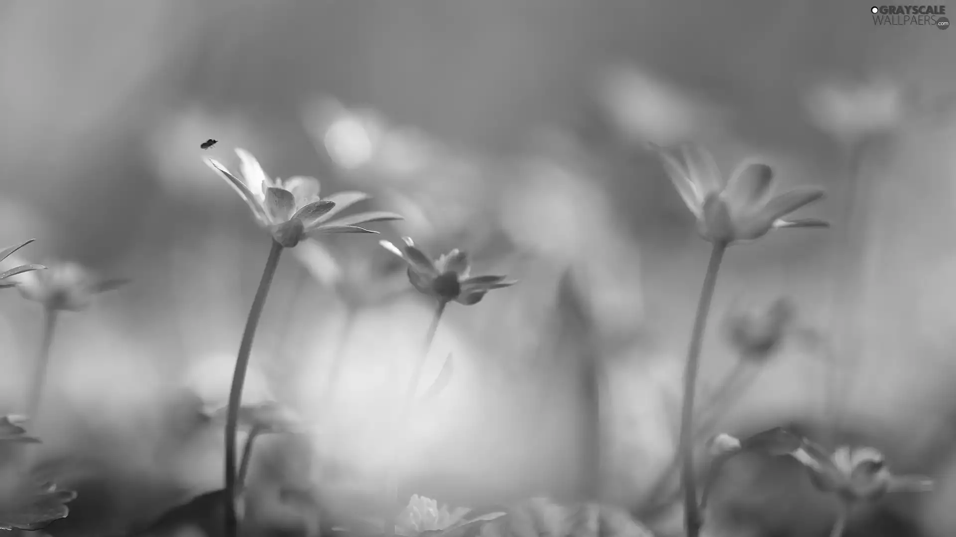 fig buttercup, Flowers, Insect, Yellow