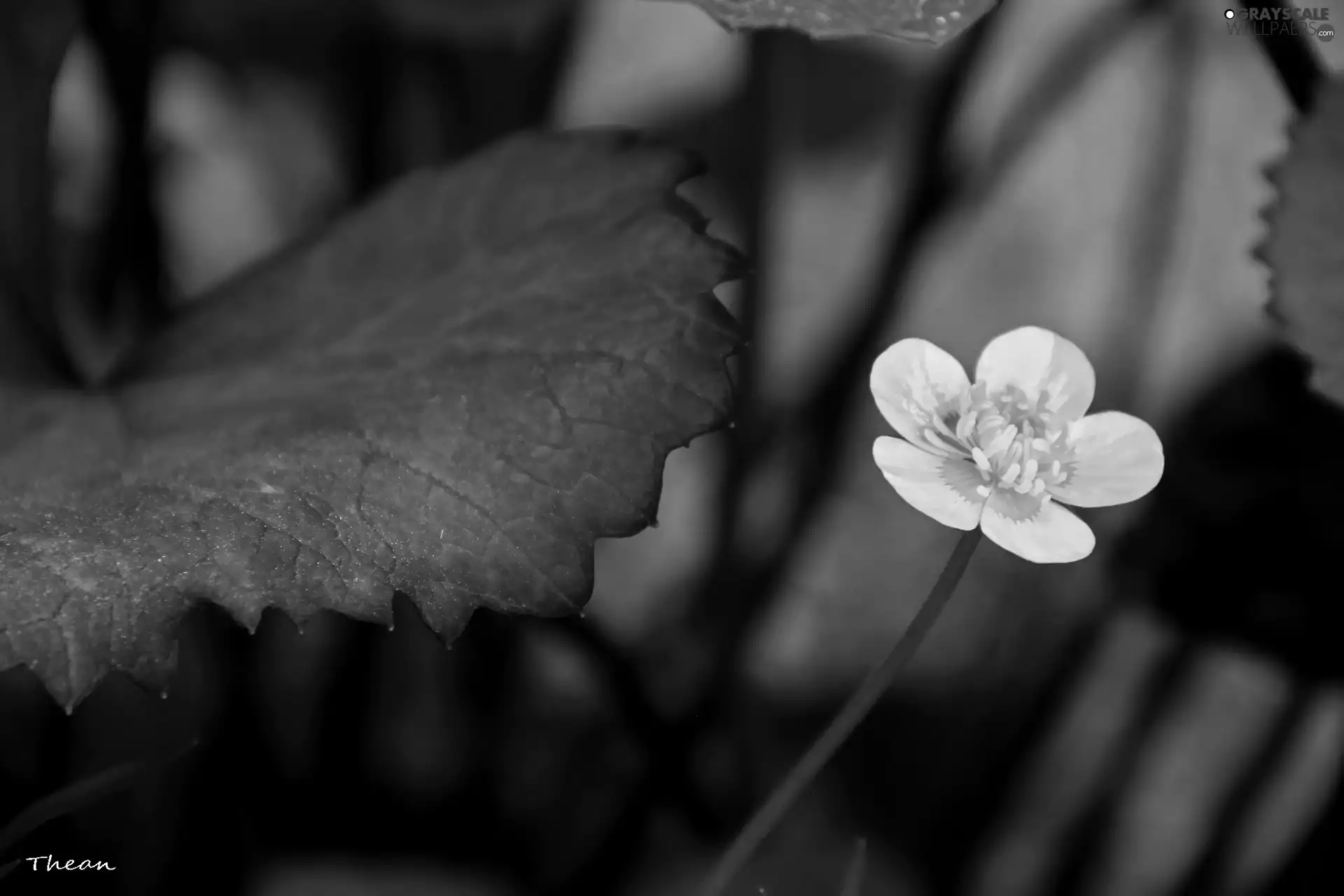 buttercup