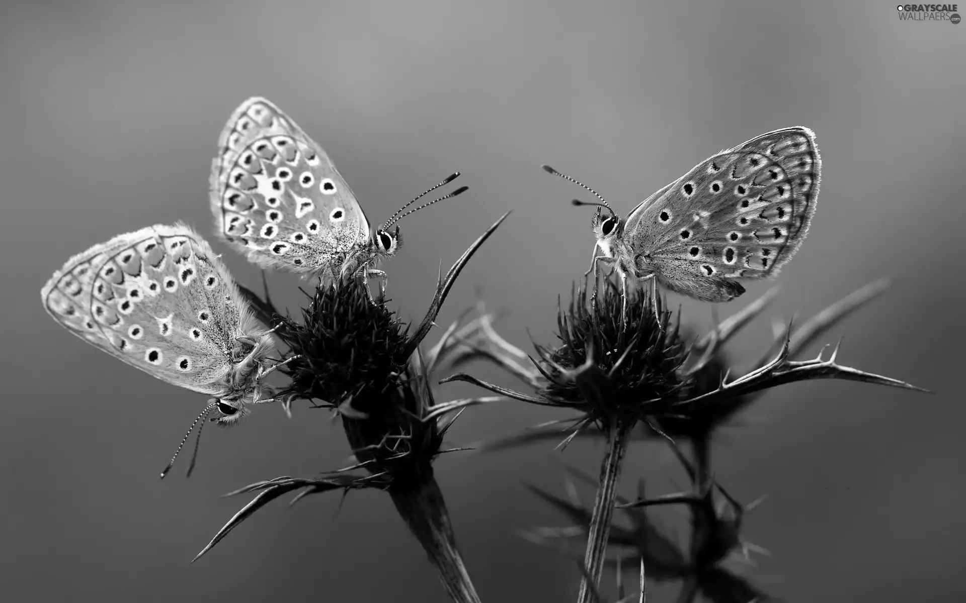 Thistles, butterflies, blue tits, color