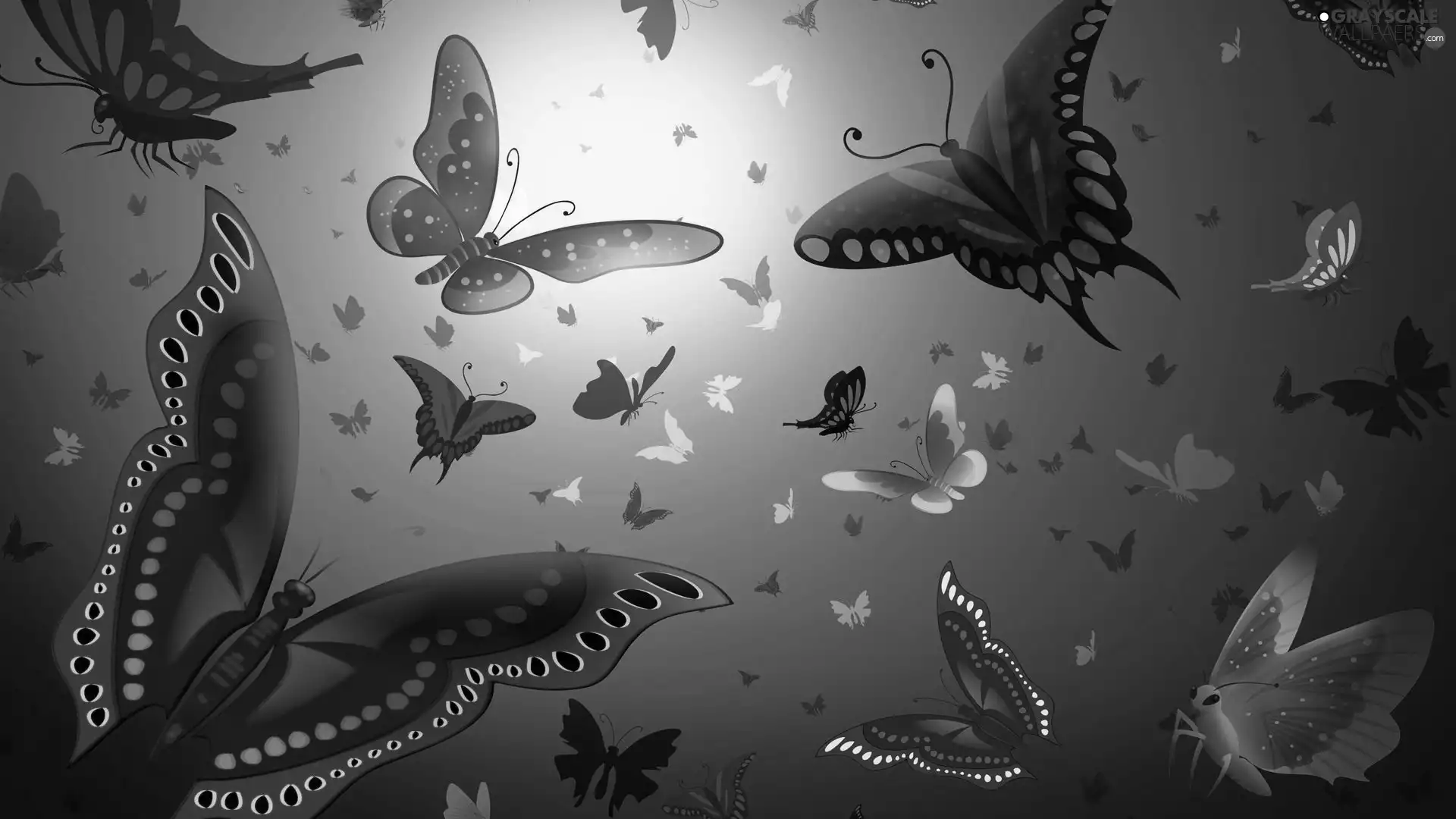 color, butterflies