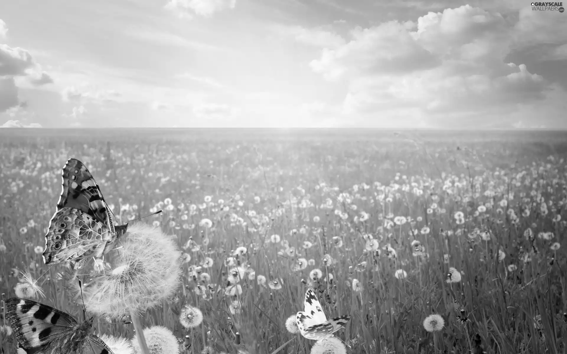 butterflies, Meadow, dandelions