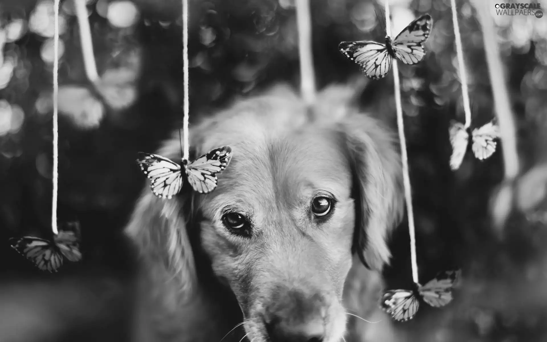 sad, butterflies, Golden Retriever, dog