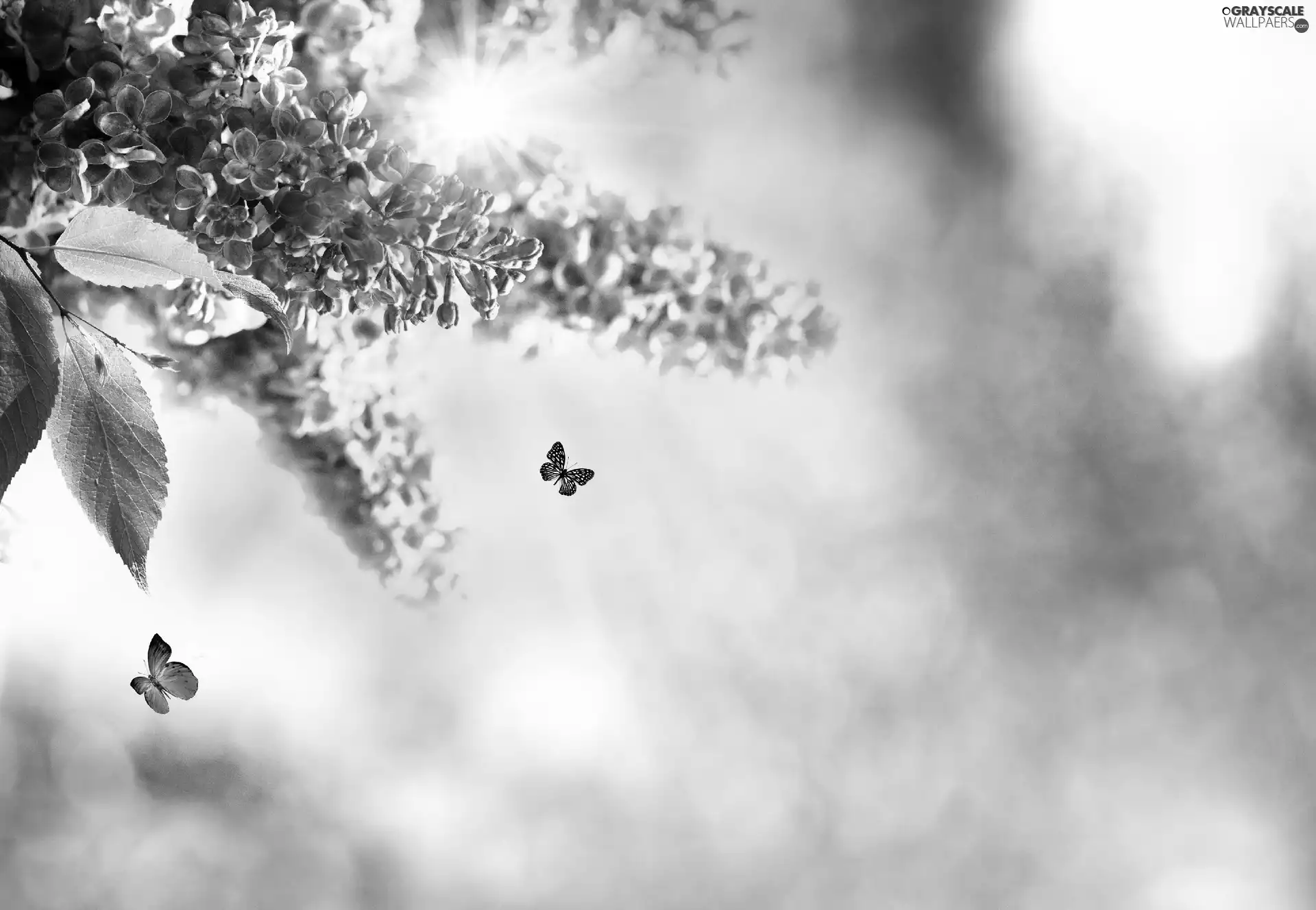 butterflies, Flowers, lilac