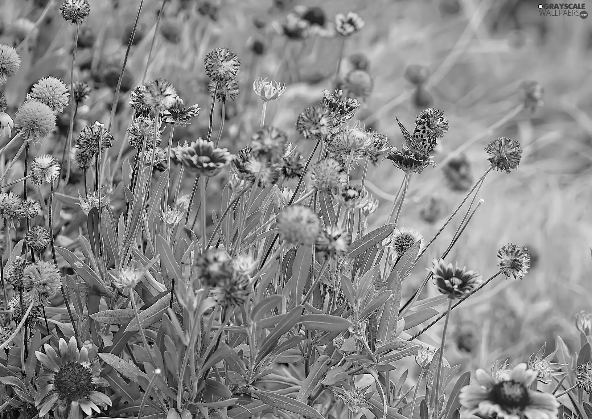 gaillardia aristata, Meadow, Flowers