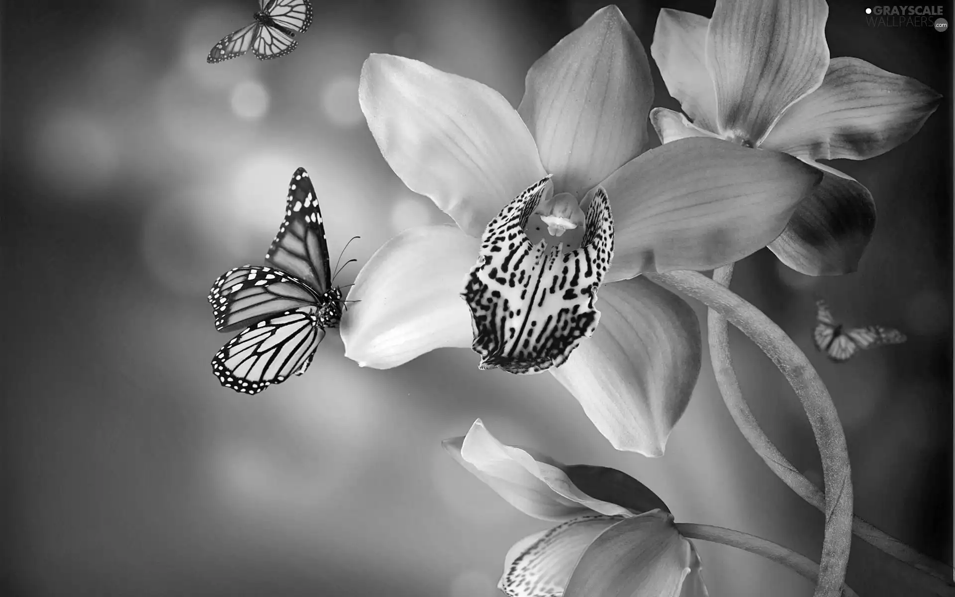 butterflies, Pink, orchid