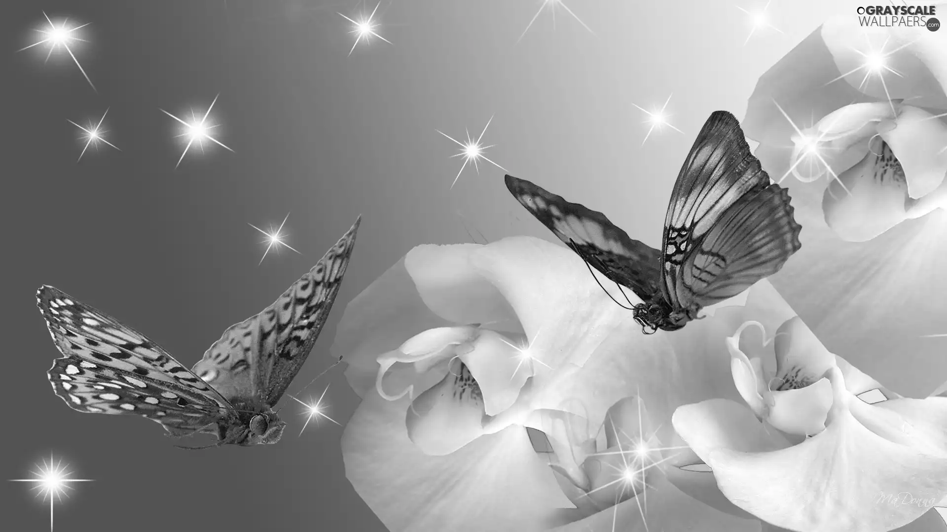 butterflies, White, orchids