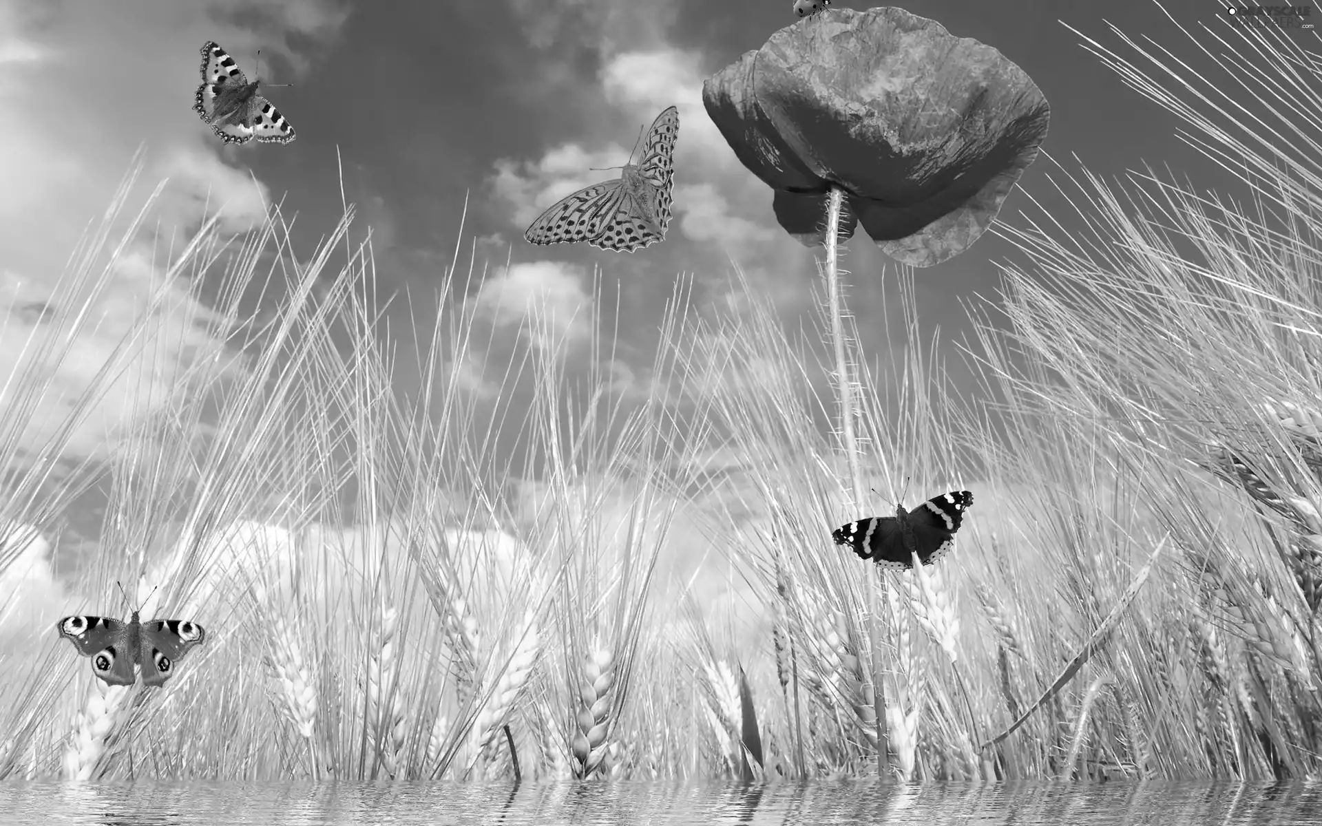 corn, butterflies, 2D Graphics, papavers