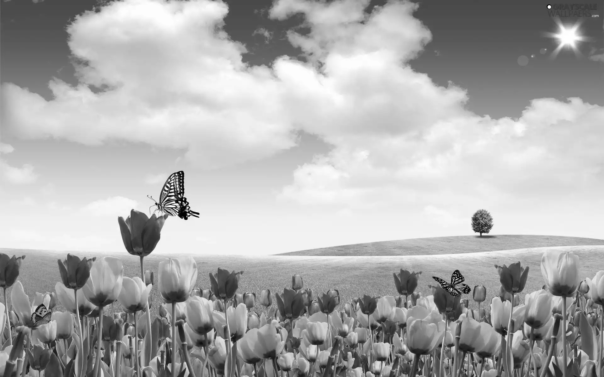 Red, Tulips, butterflies, Yellow