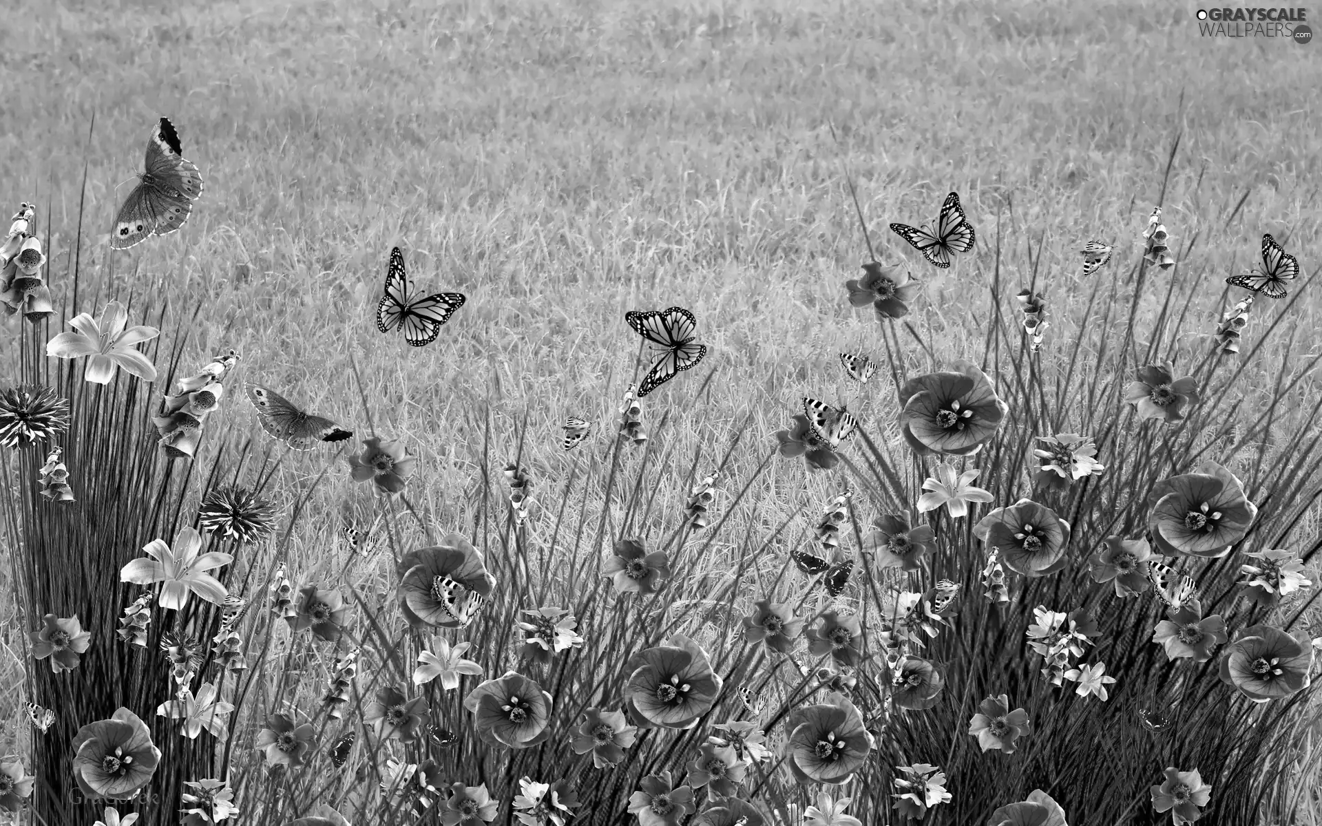 butterflies, Spring, Flowers, papavers, Meadow