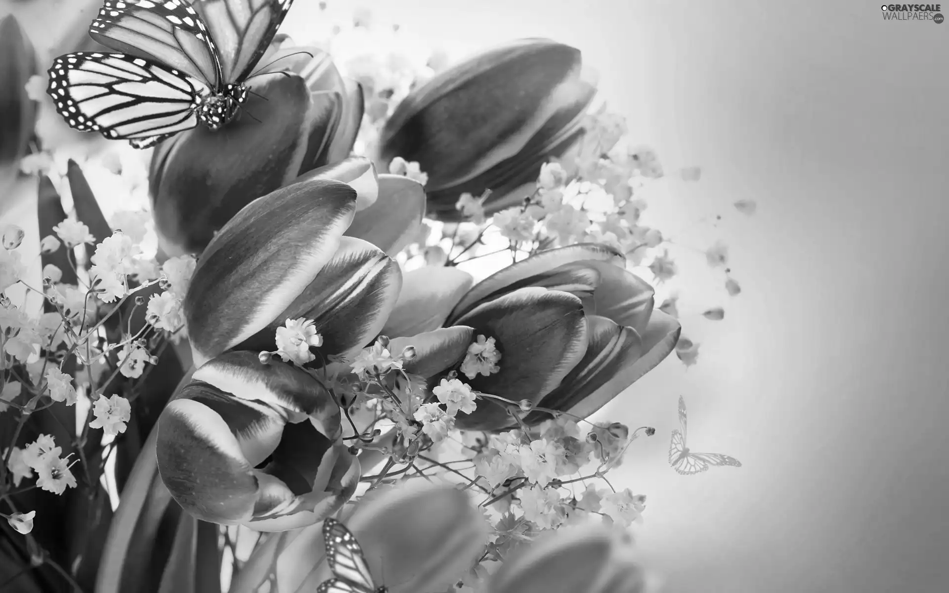 butterflies, bouquet, tulips
