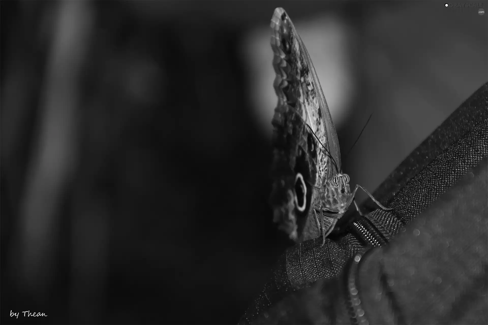 butterfly