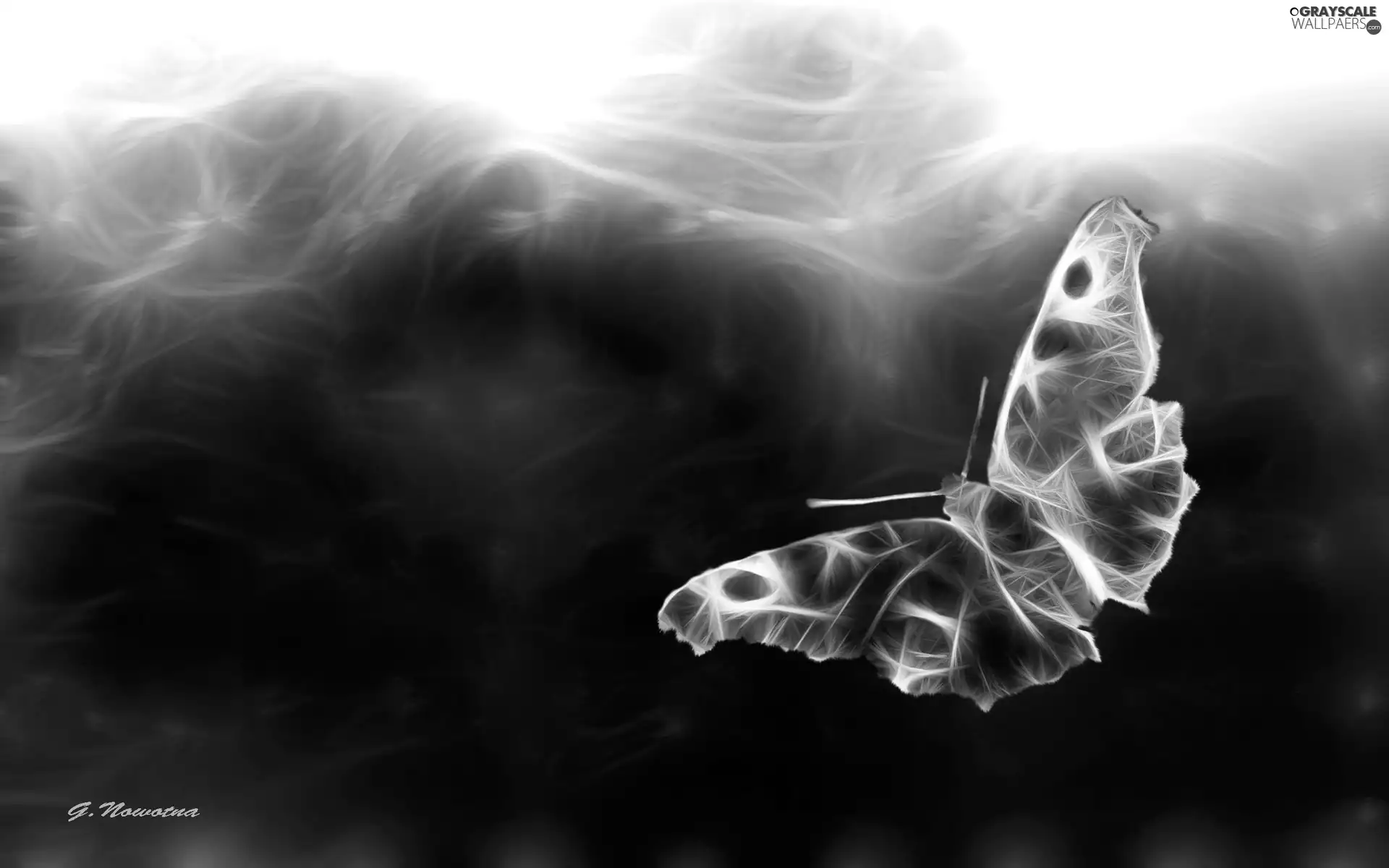 butterfly
