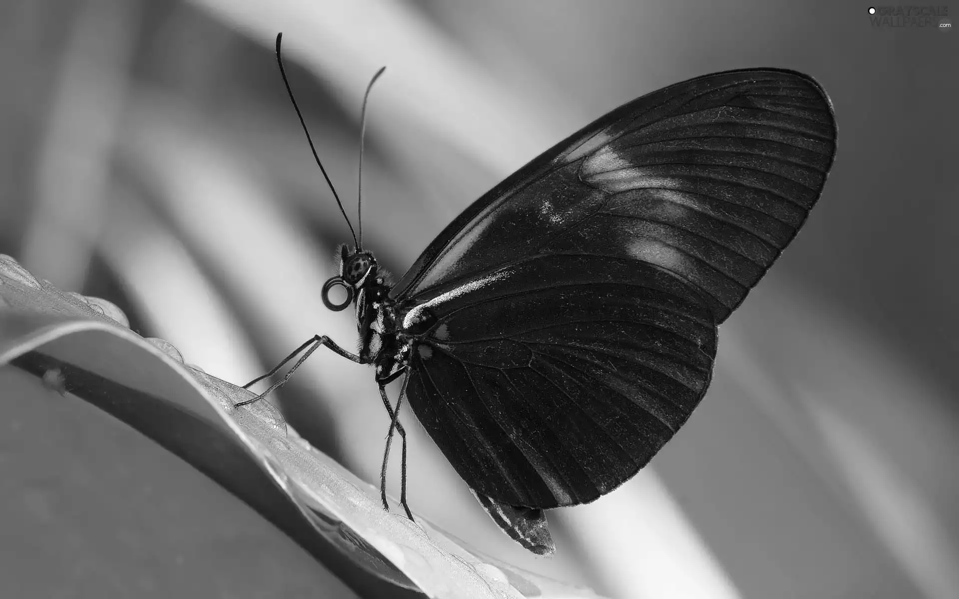 black and brown, butterfly