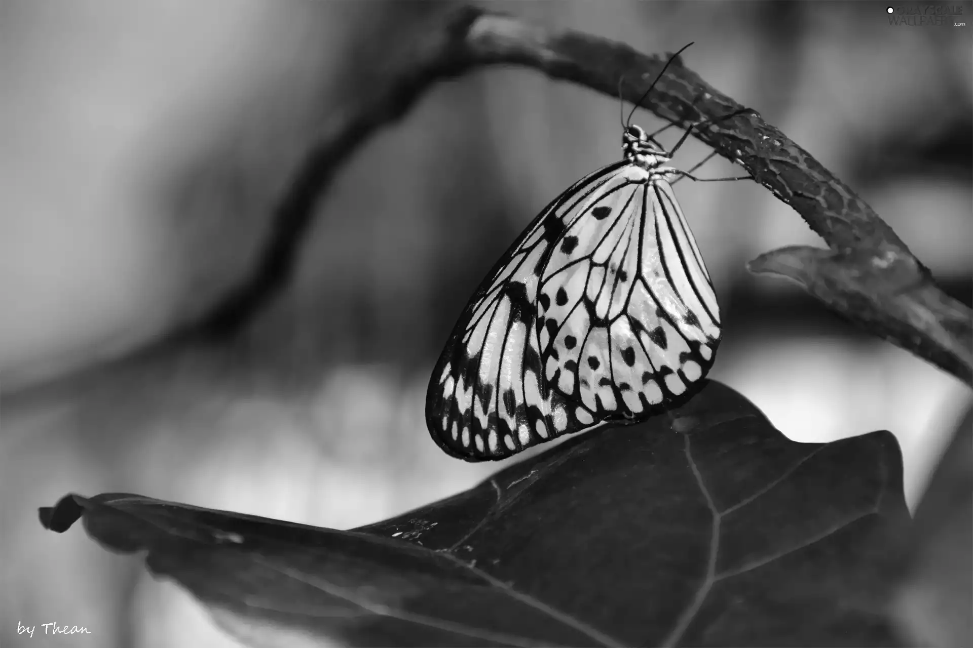 butterfly, white, Black