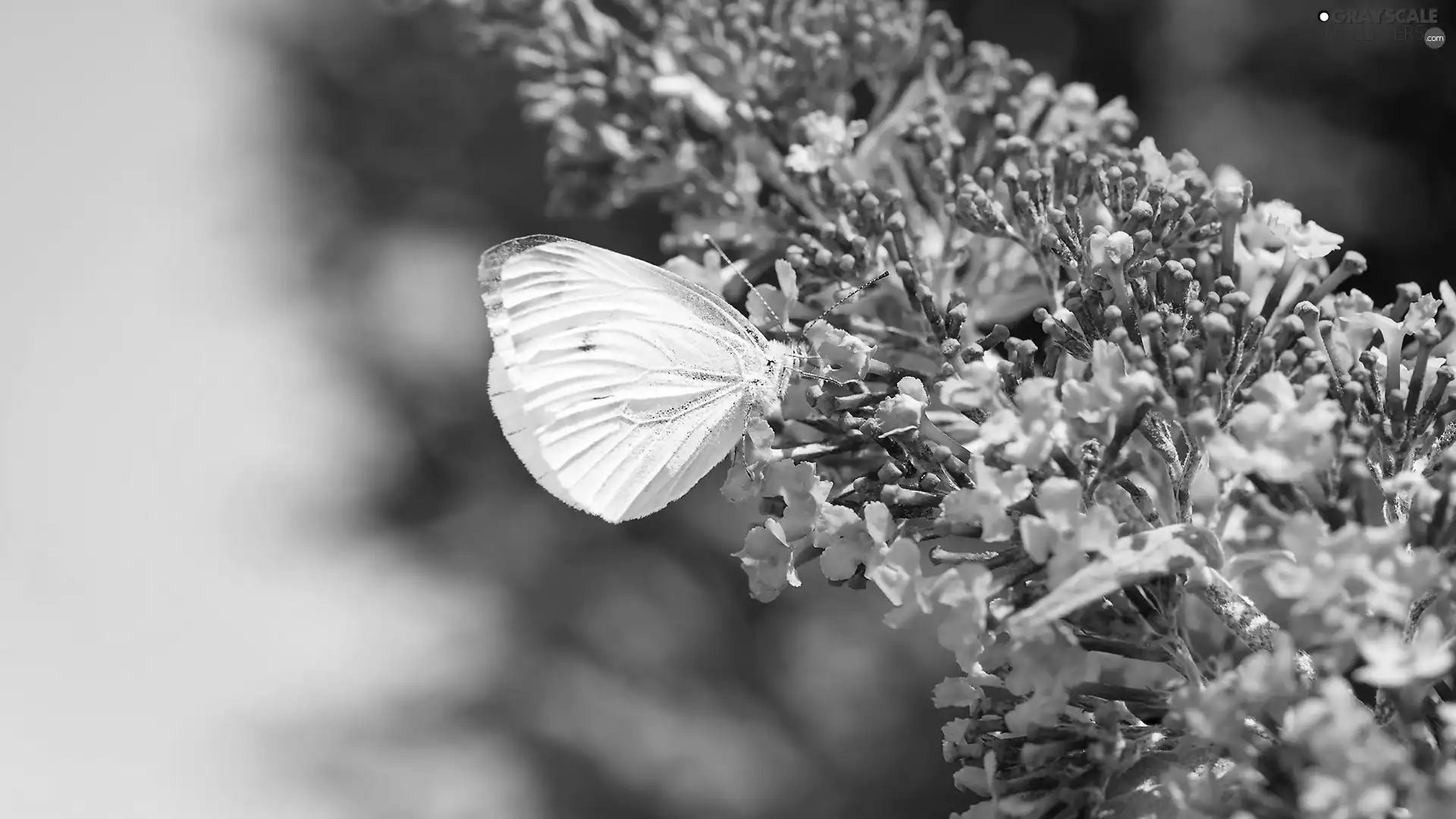 Flowers, butterfly, Cabbage Butterfly, butterfly bush