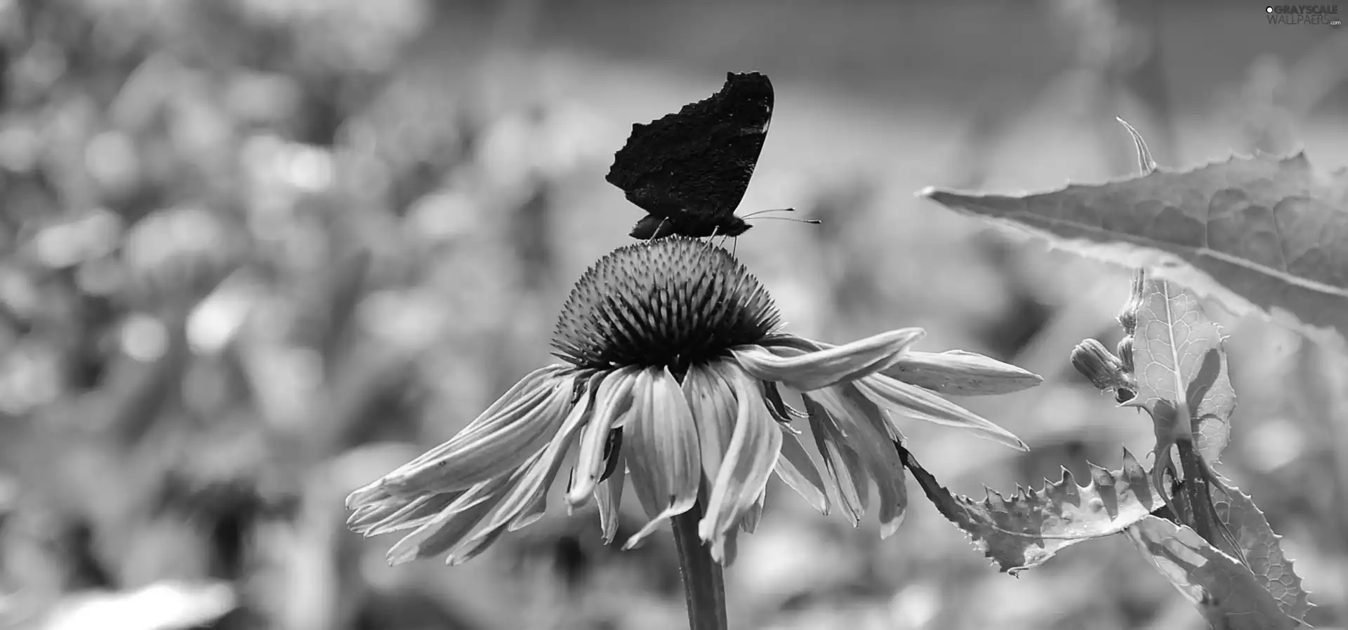 Pink, Black, butterfly, Colourfull Flowers