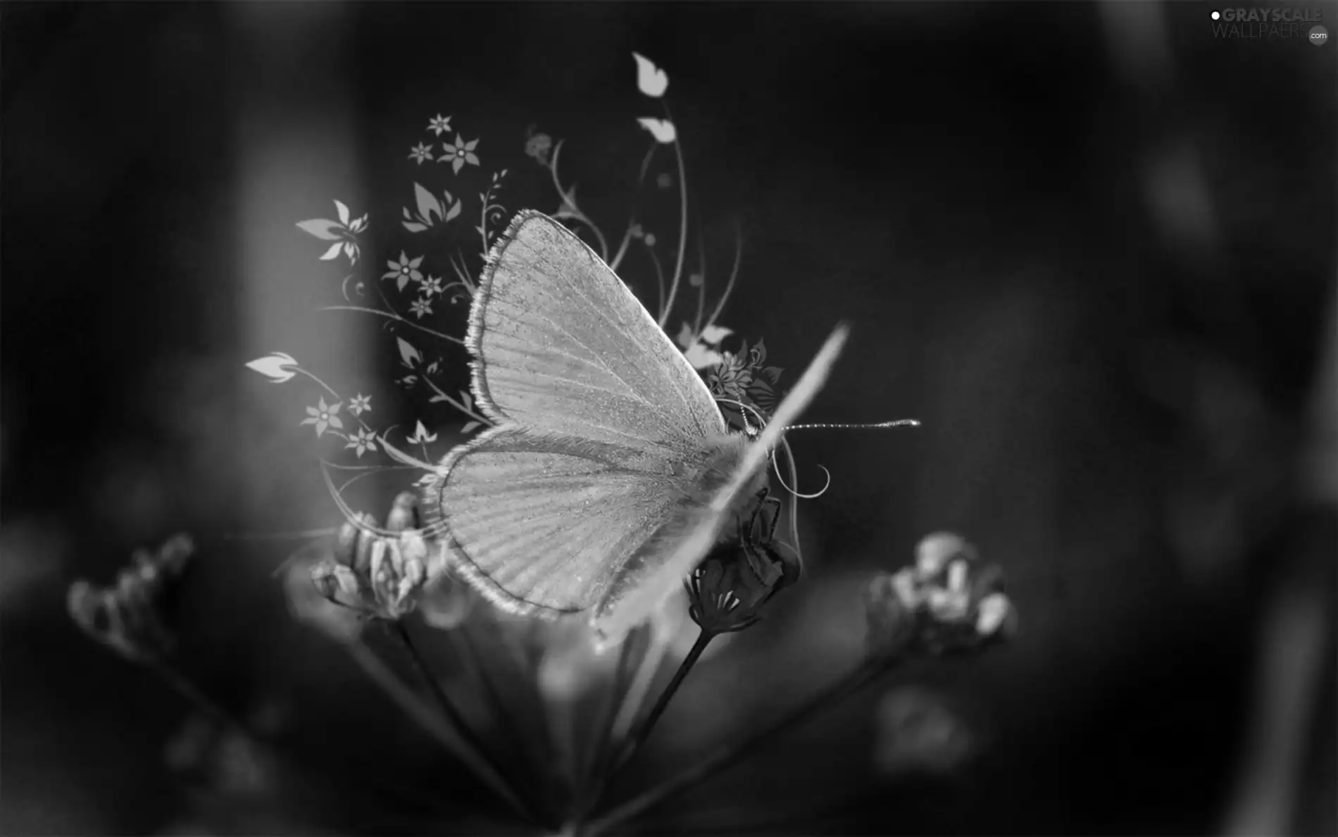 wings, Colourfull Flowers, butterfly