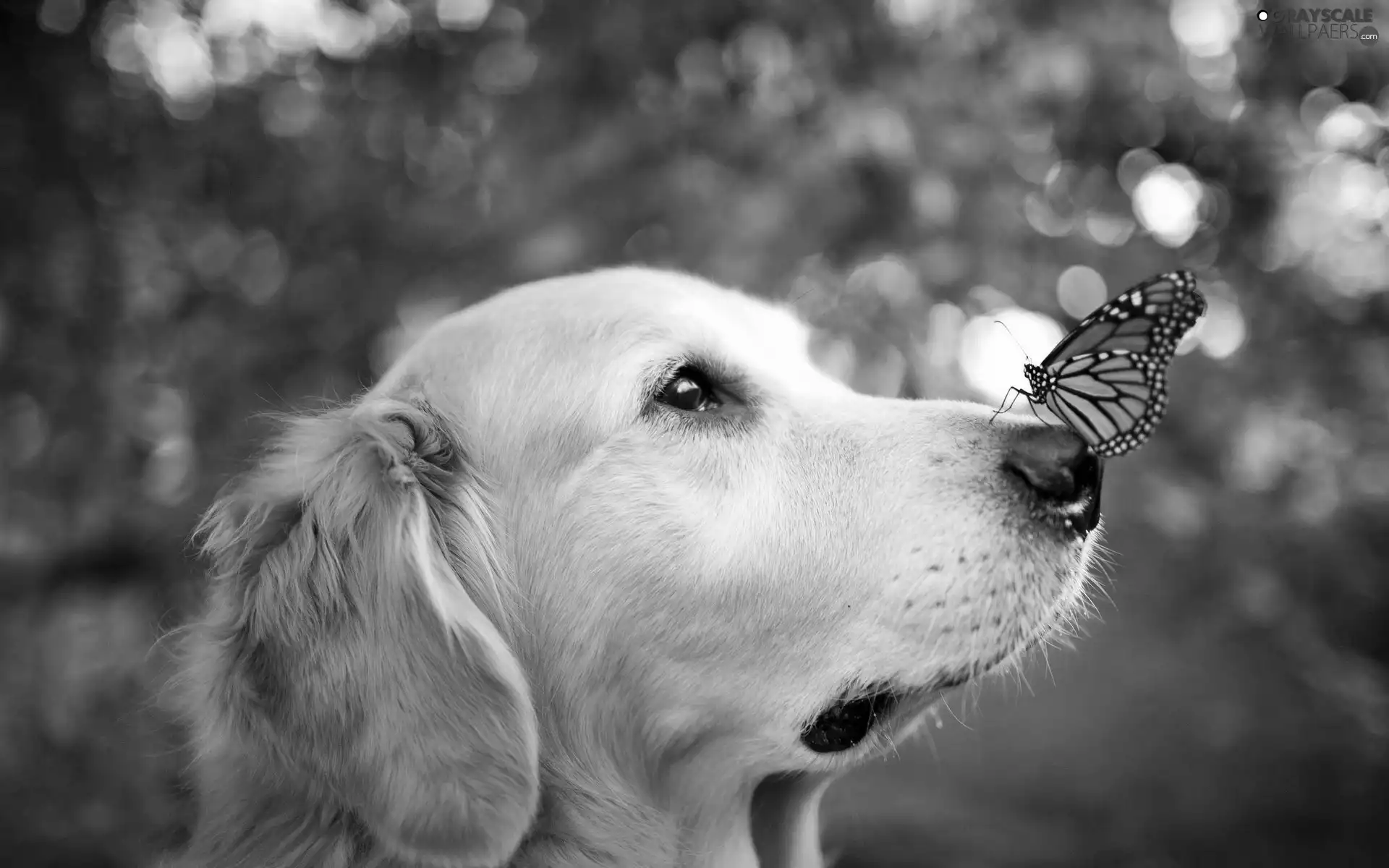 butterfly, Golden Retriever, dog