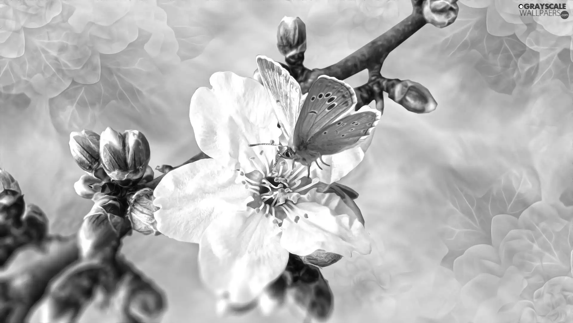 White, graphics, donuts, butterfly, Colourfull Flowers, twig