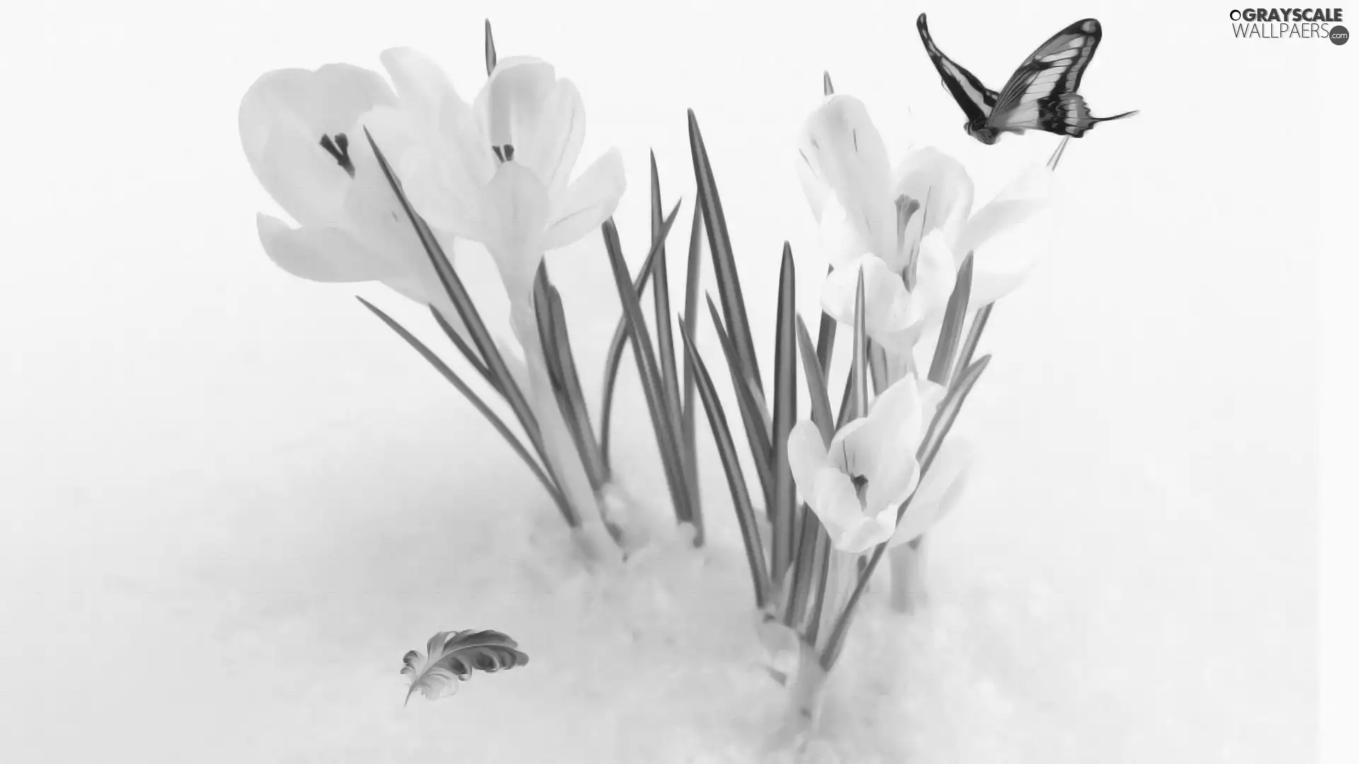 butterfly, feather, crocuses, snow, White