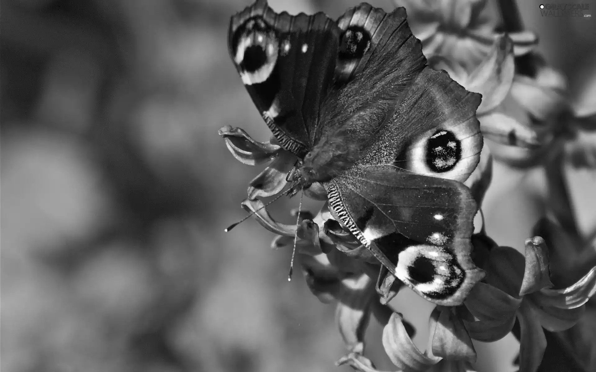 io, Colourfull Flowers, butterfly, undine, color