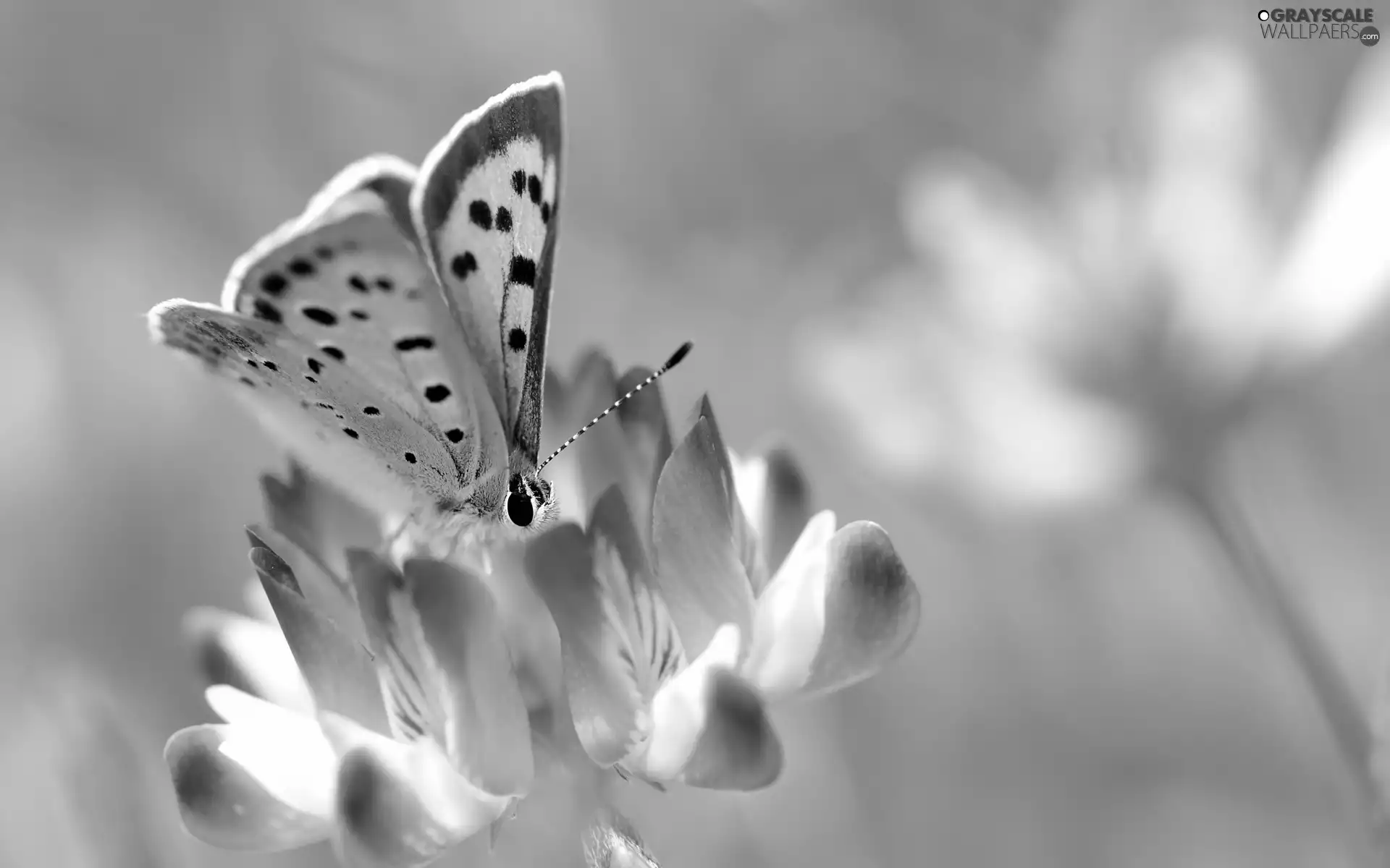 Colourfull Flowers, Insect, butterfly