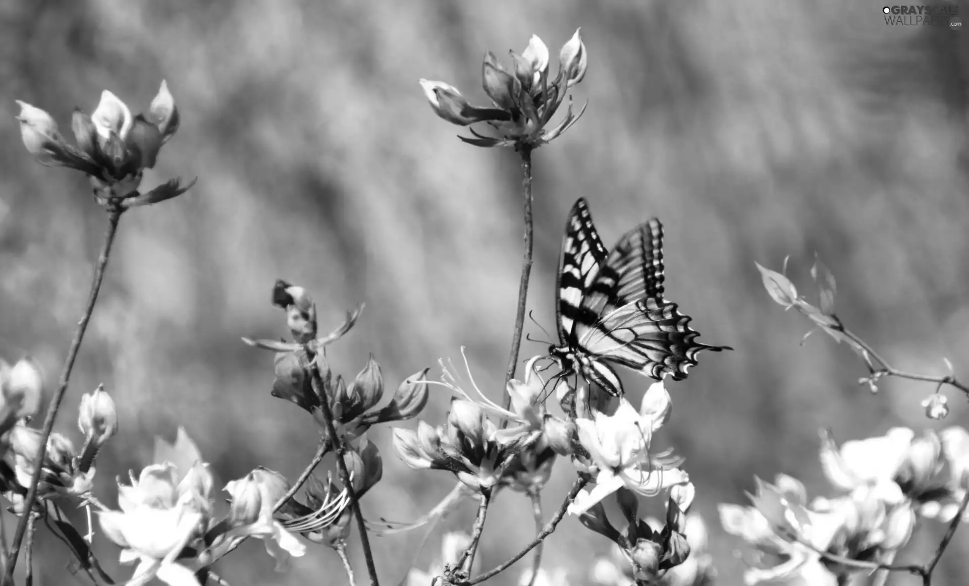 butterfly, Pink, Flowers